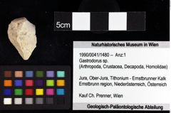 Foto (Objket + Etiketten) von Decapoda indet. 